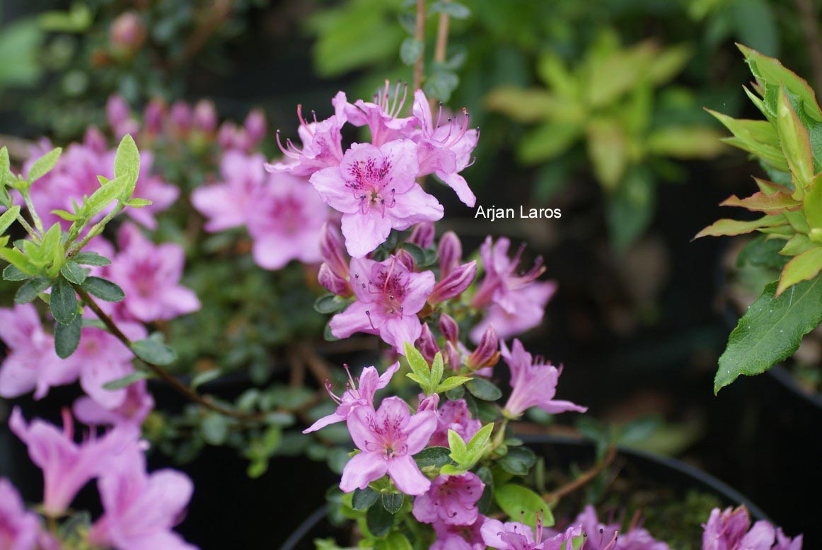 Rhododendron noriakianum