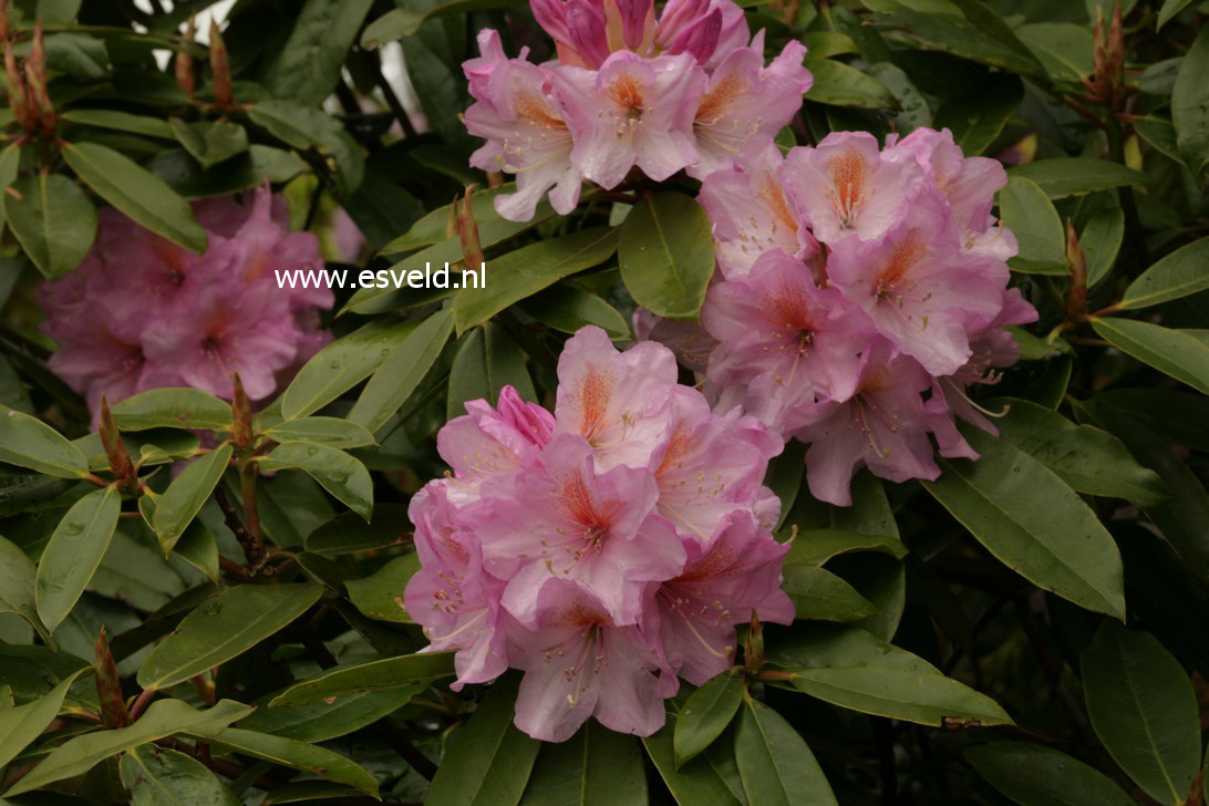 Rhododendron oreodoxa fargesii