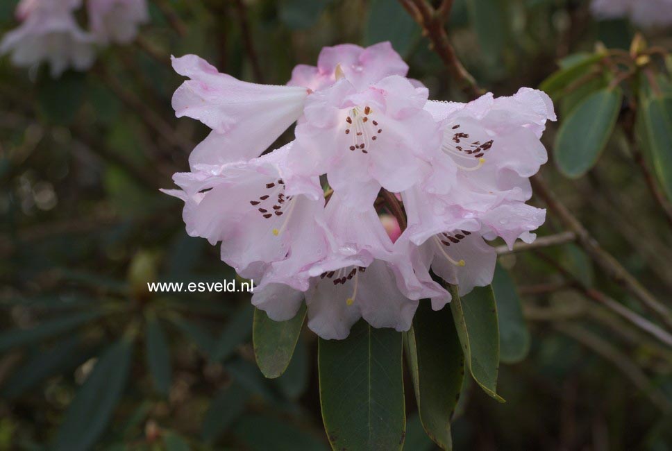 Rhododendron oreodoxa