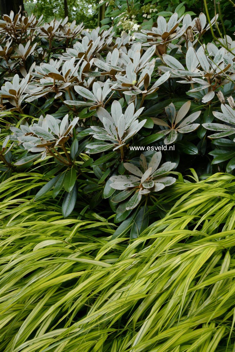 Rhododendron pachysanthum