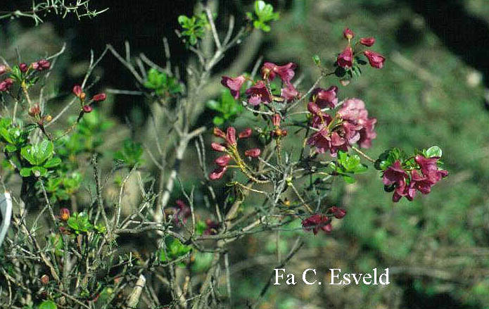 Rhododendron paludosum