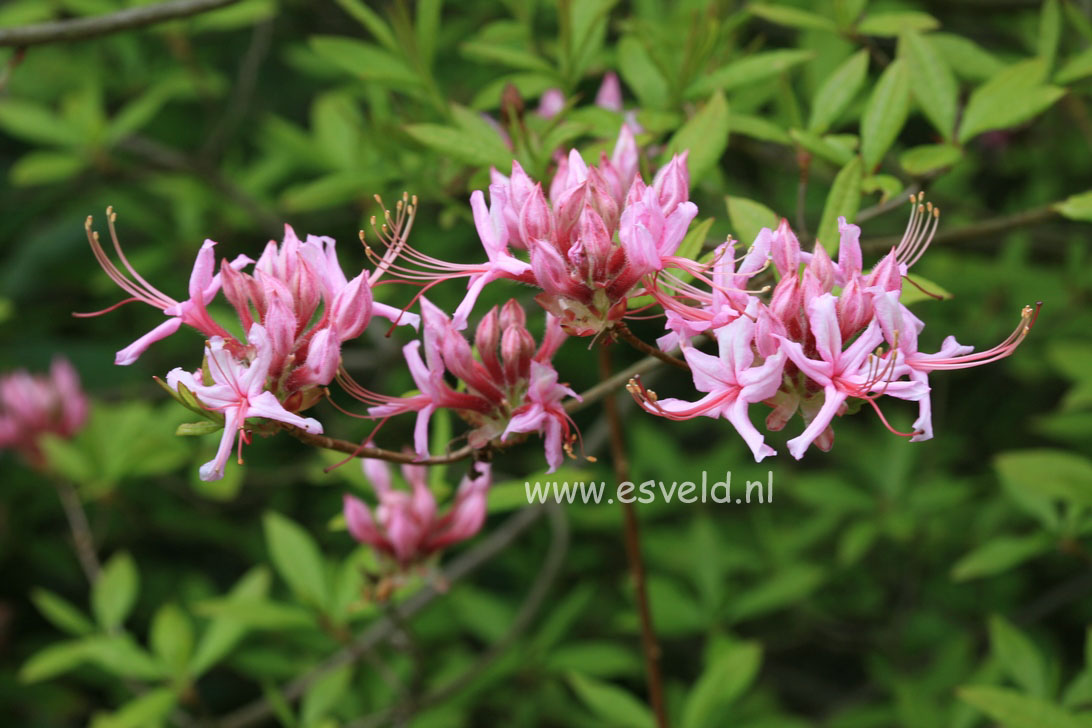 Rhododendron periclymenoides