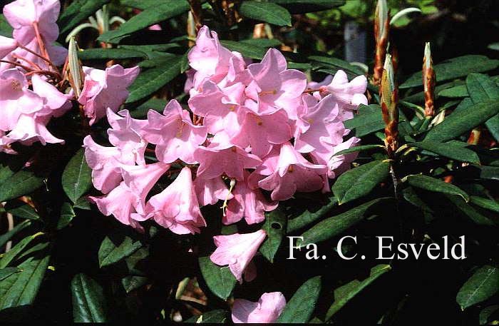 Rhododendron pingianum