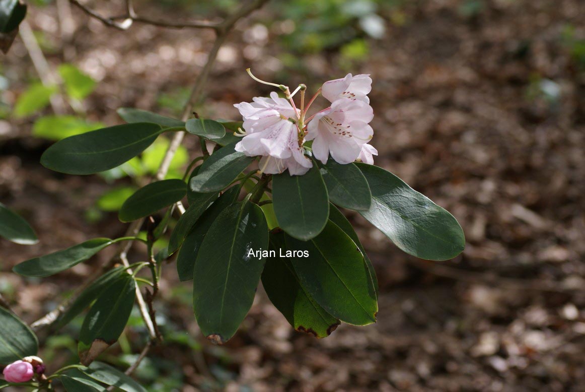 Rhododendron planetum