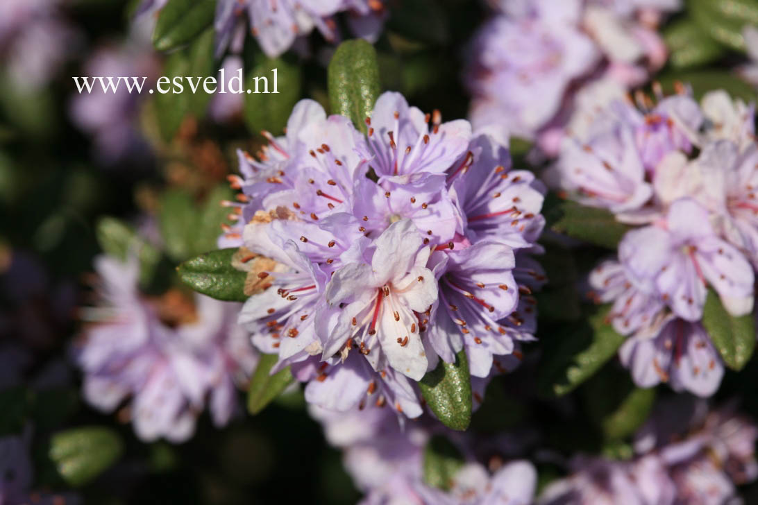 Rhododendron polycladum