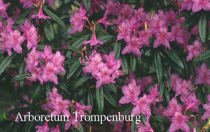 Rhododendron polylepis Rhododendron polylepis