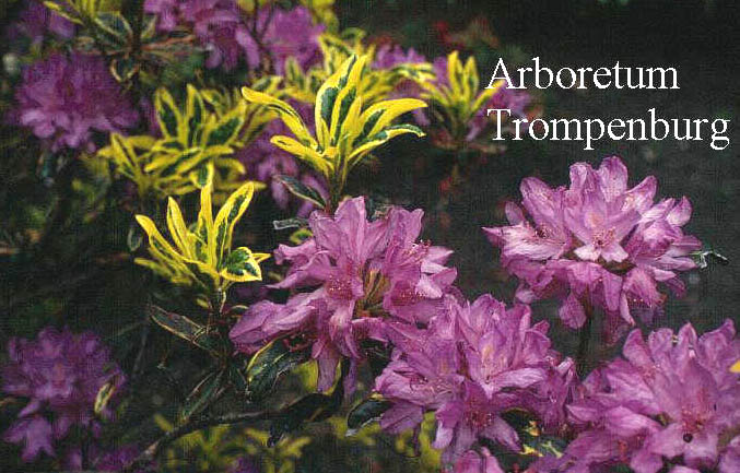 Rhododendron ponticum 'Aureovariegatum' Rhododendron ponticum 'Aureovariegatum'