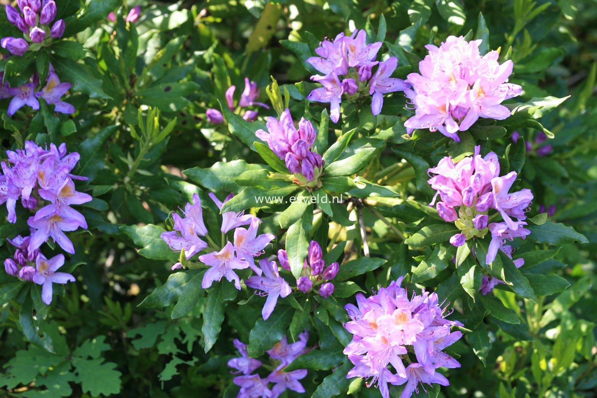 Rhododendron ponticum 'Cheiranthifolium'