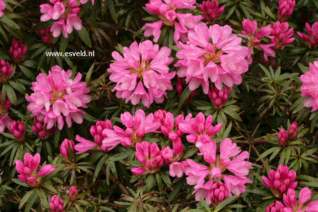 Rhododendron ponticum 'Graziella'
