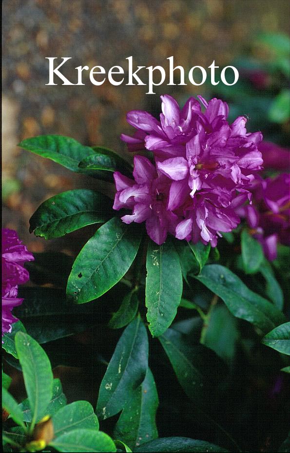 Rhododendron ponticum 'Hyacinthiflorum Flore Pleno'