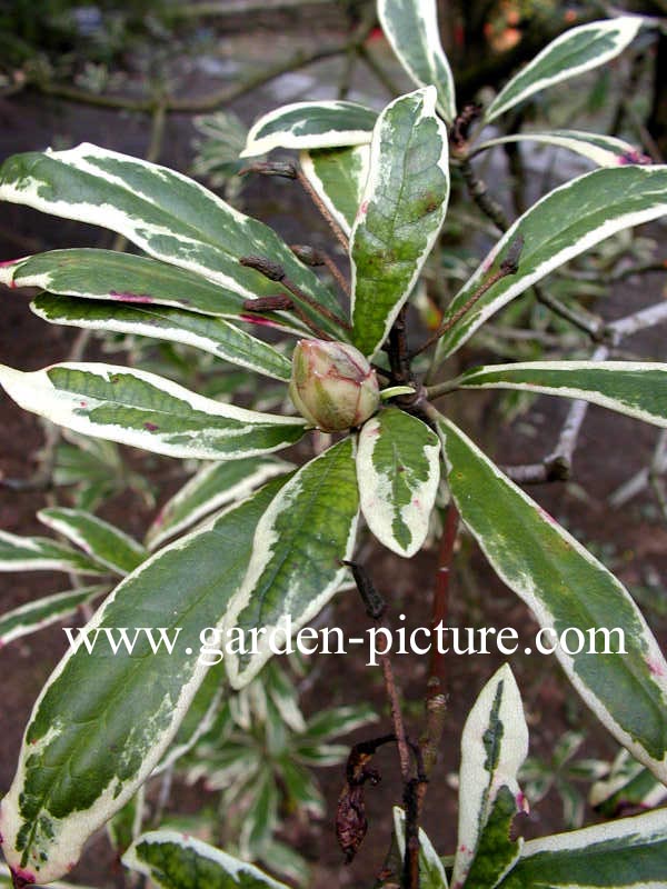 Rhododendron ponticum 'Variegatum'
