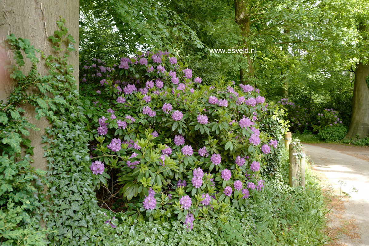 Rhododendron ponticum