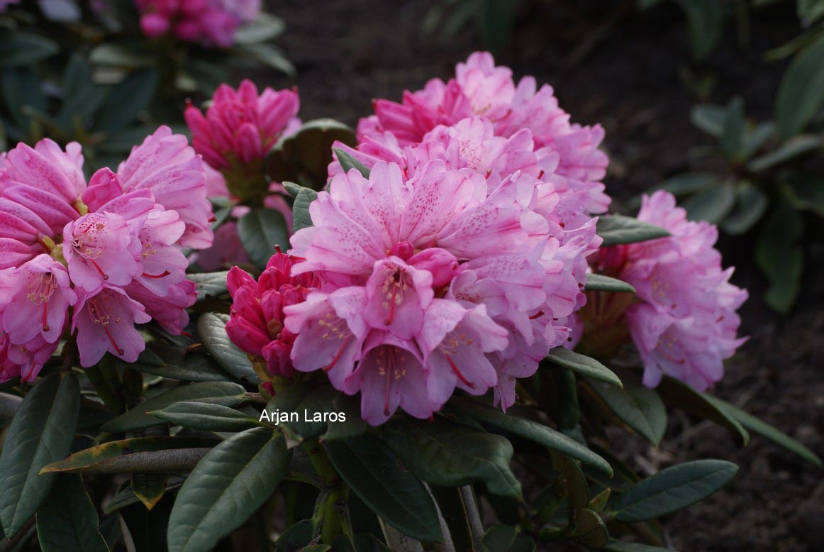 Rhododendron principis