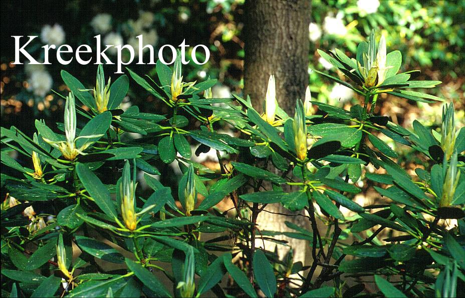 Rhododendron przewalskii