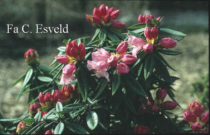 Rhododendron pseudochrysanthum 'Komo kulshan' Rhododendron pseudochrysanthum 'Komo kulshan'