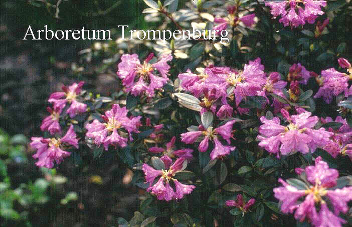 Rhododendron ravum