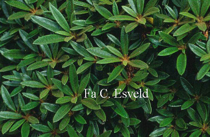 Rhododendron recurvoides