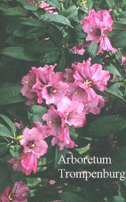Rhododendron ririei