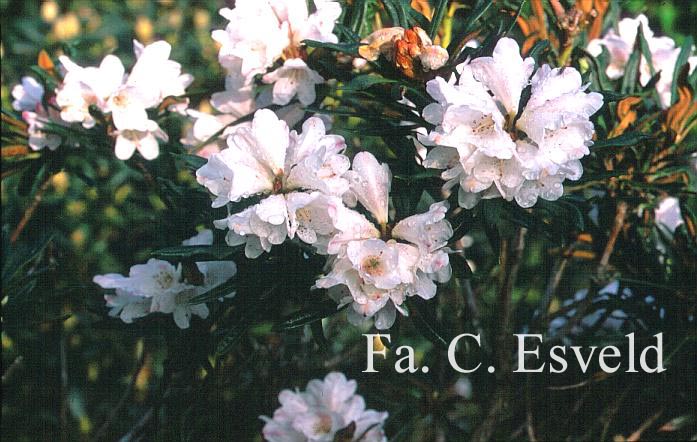 Rhododendron roxieanum var. oreonastes