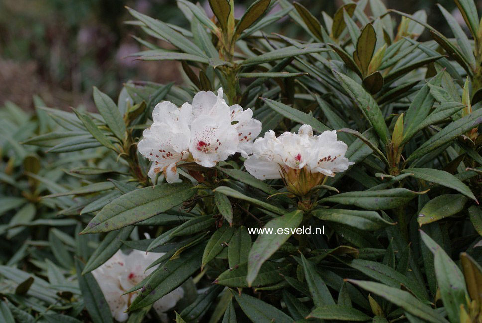 Rhododendron roxieanum
