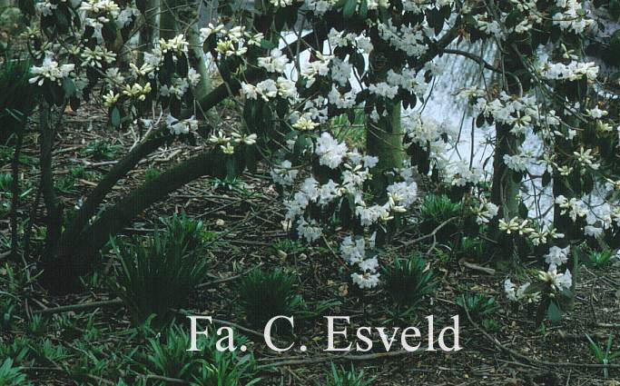 Rhododendron rubiginosum