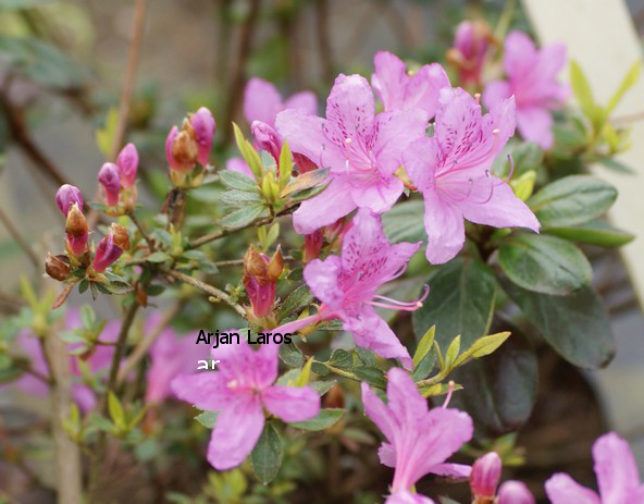 Rhododendron rubropilosum (81064)