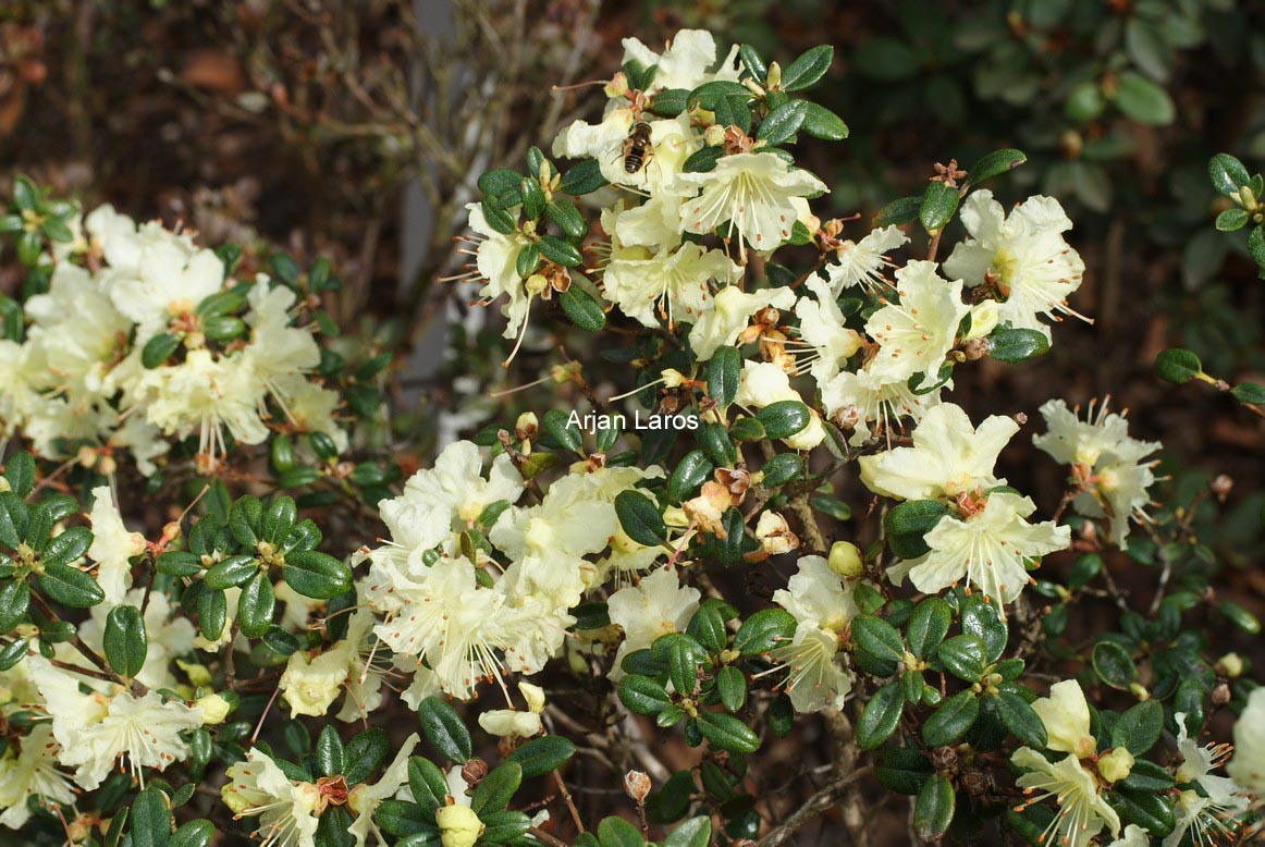 Rhododendron rupicola chryseum