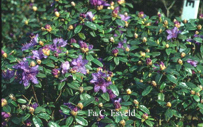 Rhododendron russatum 'Murasaki suishou'