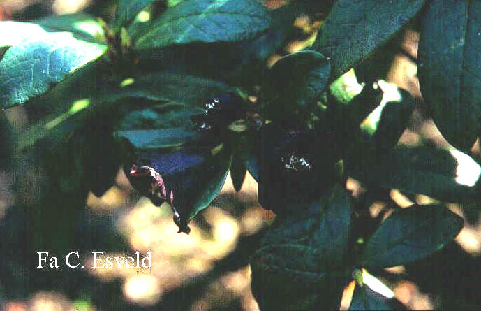 Rhododendron sanguineum haemaleum Rhododendron sanguineum haemaleum