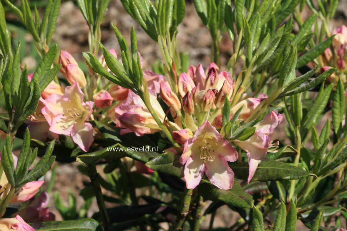 Rhododendron sanguineum