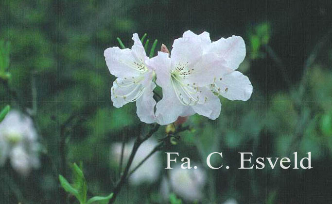Rhododendron schlippenbachii
