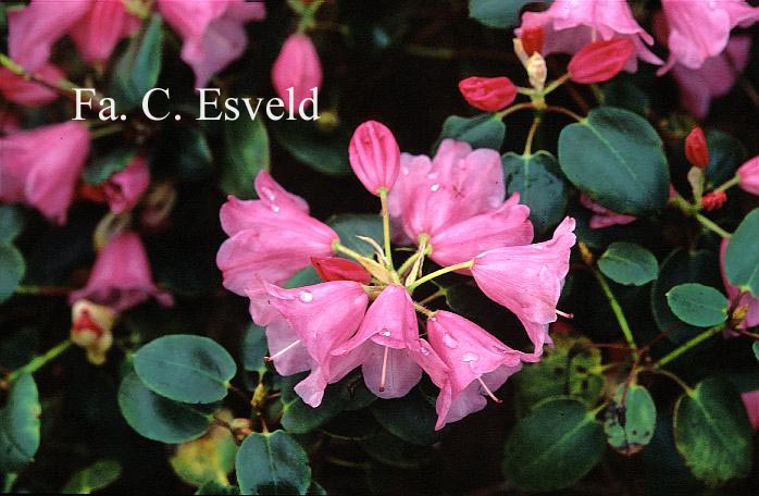 Rhododendron selense jucundum