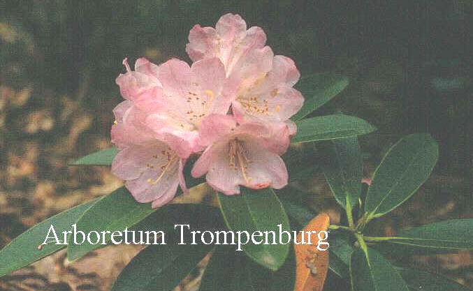 Rhododendron selense ssp. probum