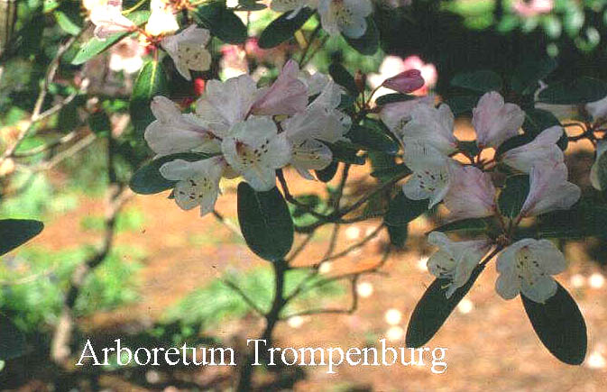 Rhododendron selense