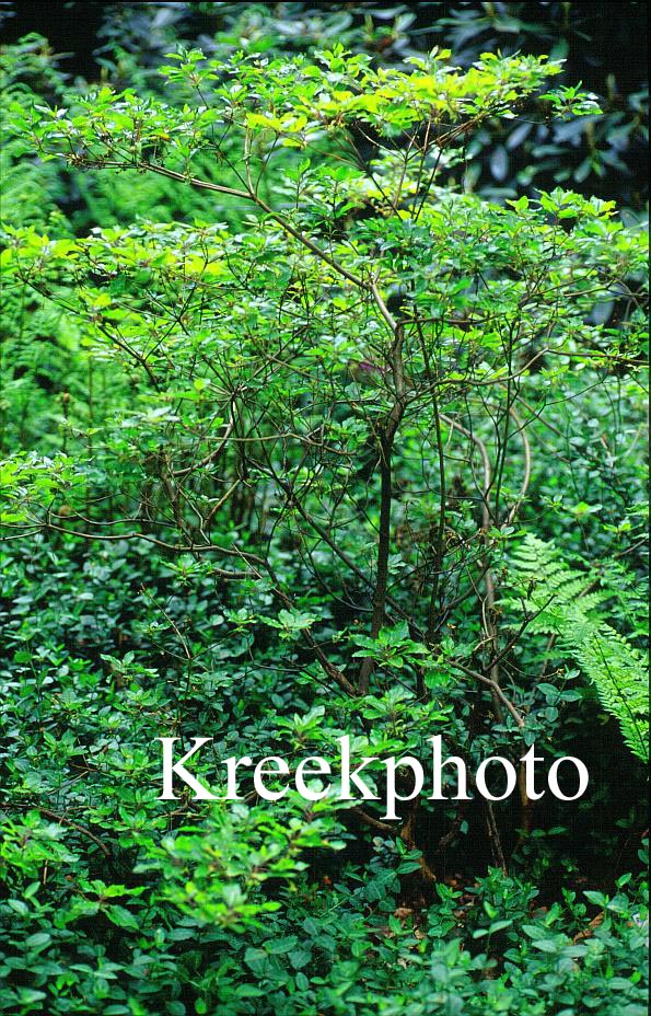 Rhododendron semibarbatum Rhododendron semibarbatum