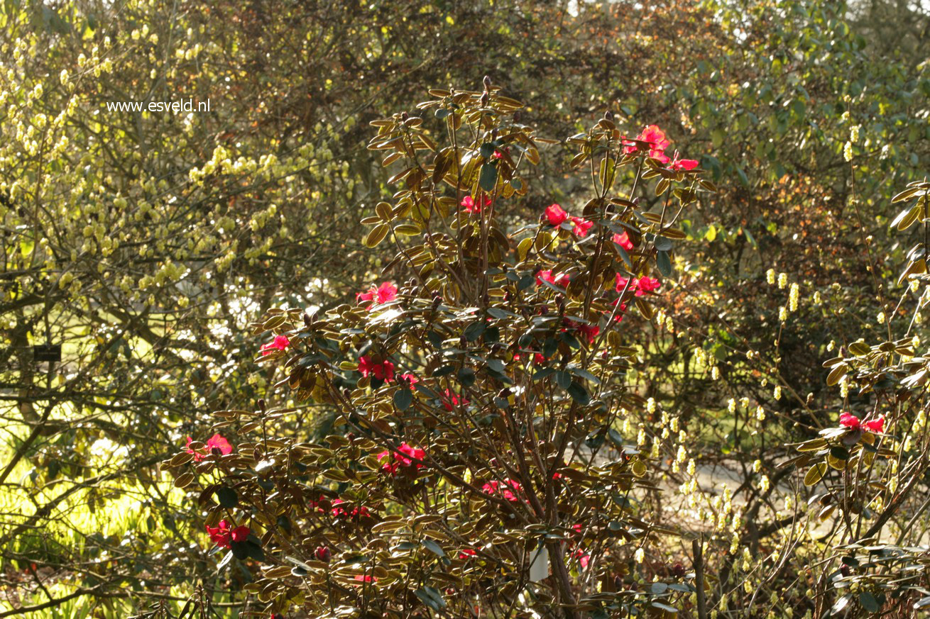 Rhododendron sherriffii