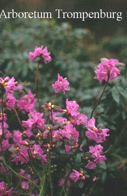 Rhododendron sichotense