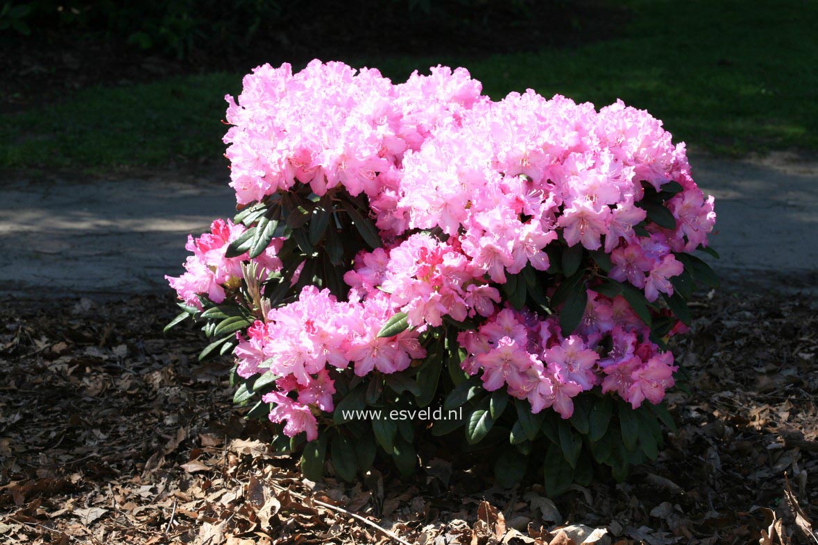 Rhododendron smirnowii