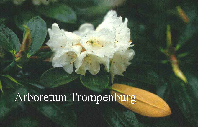 Rhododendron sphaeroblastum Rhododendron sphaeroblastum