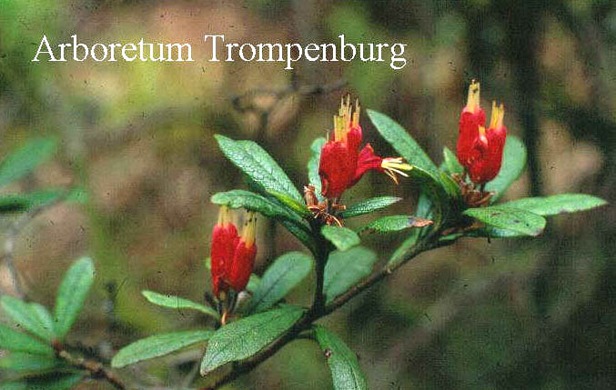Rhododendron spinuliferum