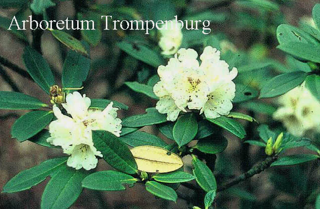 Rhododendron taliense