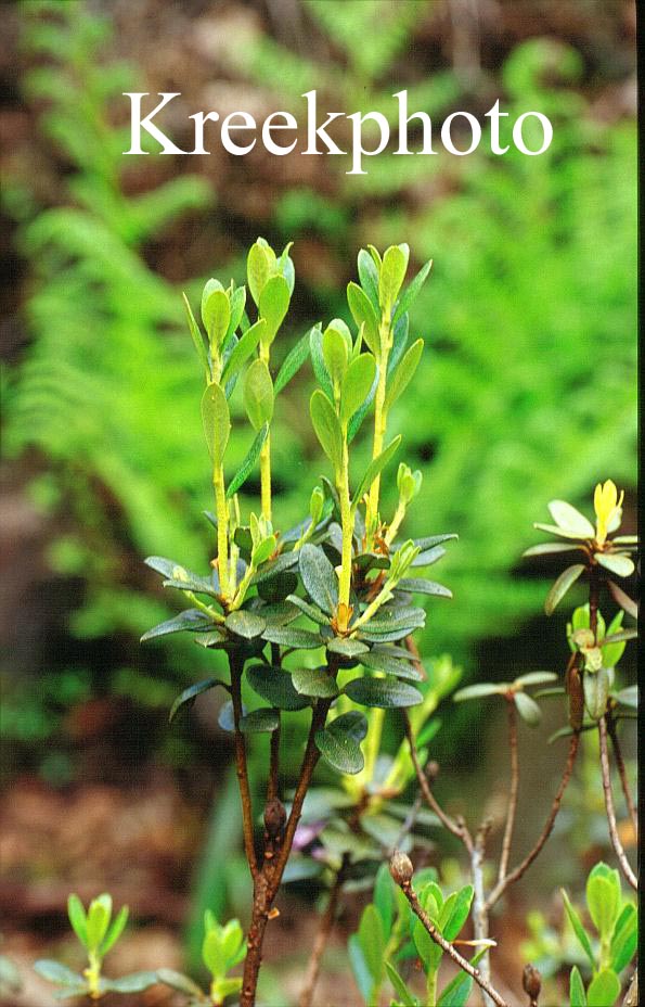 Rhododendron tapetiforme Rhododendron tapetiforme