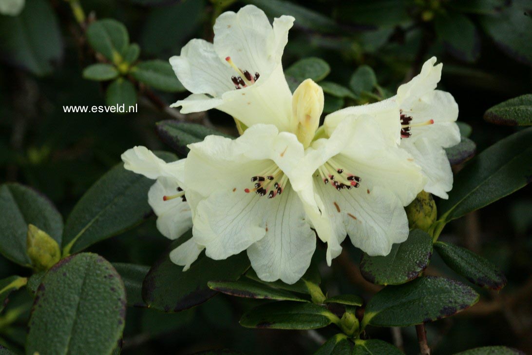 Rhododendron temenium var. dealbatum