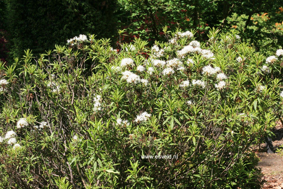 Rhododendron tolmachevii