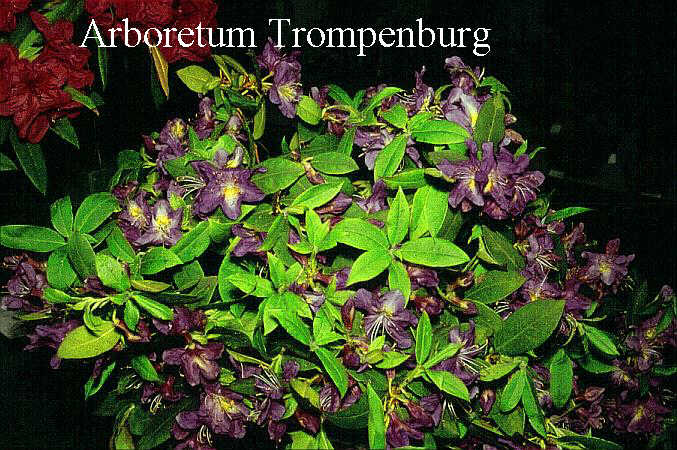 Rhododendron trichanthum