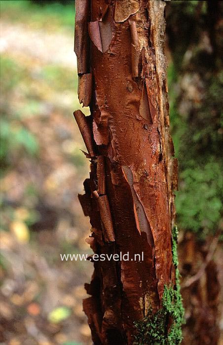 Rhododendron triflorum