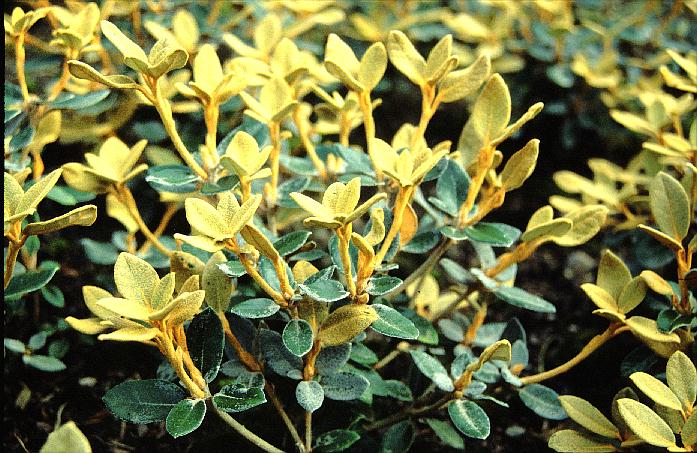 Rhododendron tsariense