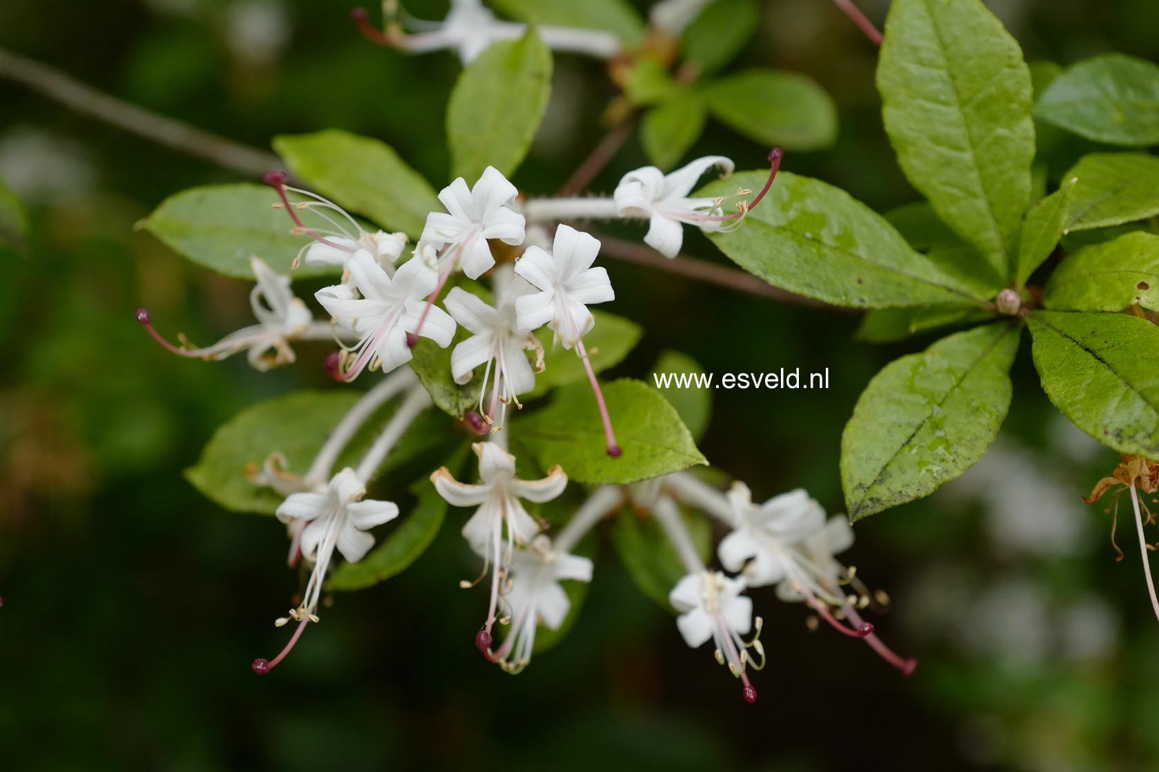 Rhododendron viscosum