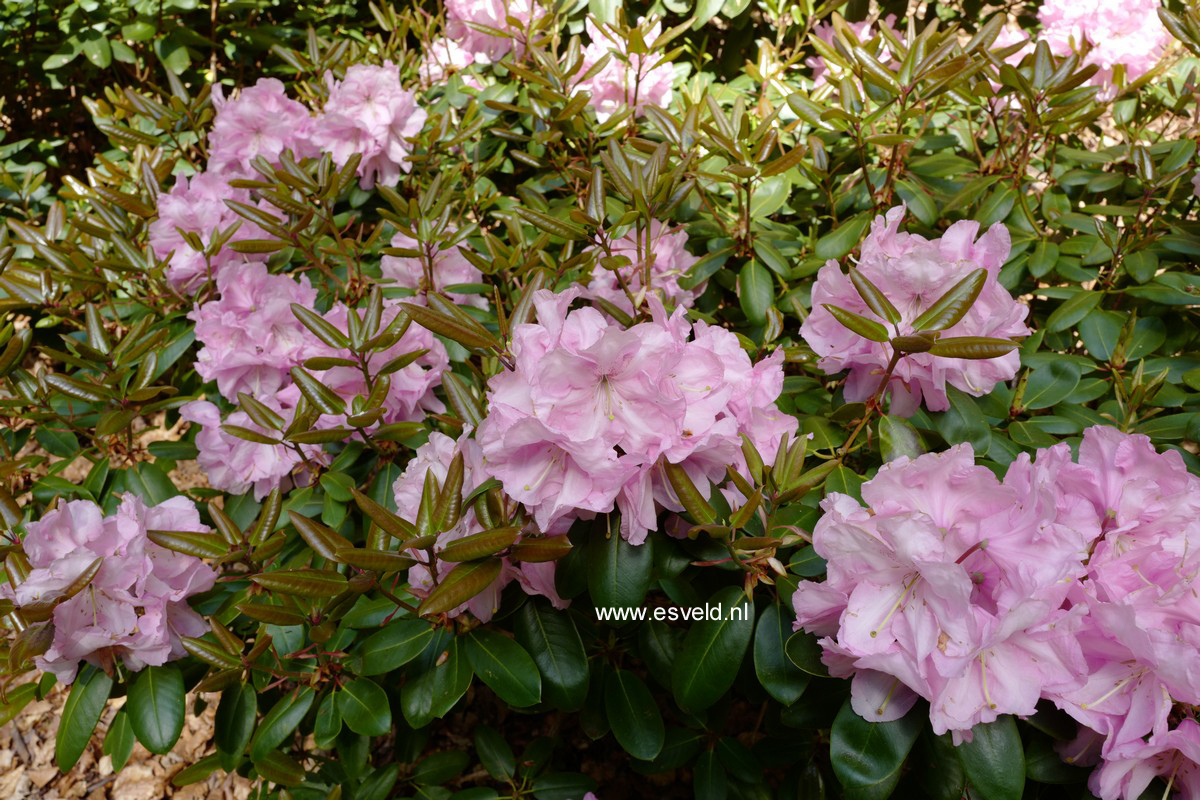 Rhododendron williamsianum x 'Scintillation'