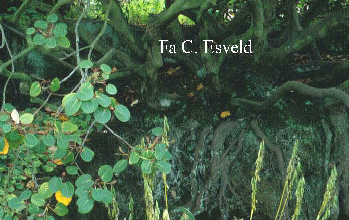 Rhododendron williamsianum